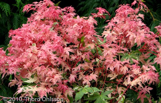 Acer palmatum 'Honoo'